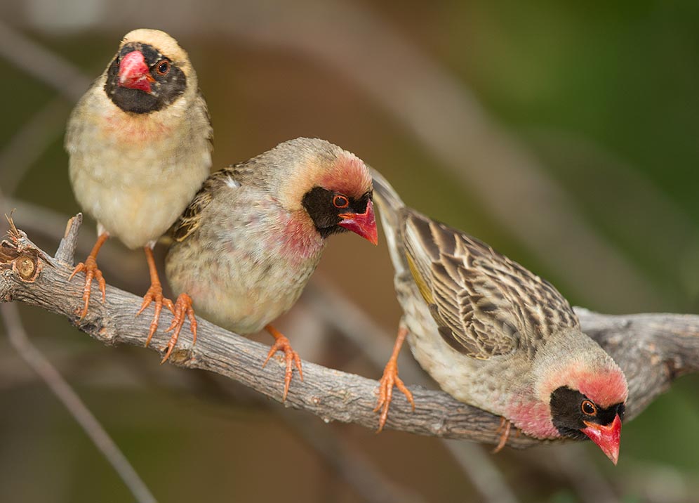 Red-billed Quelea males
